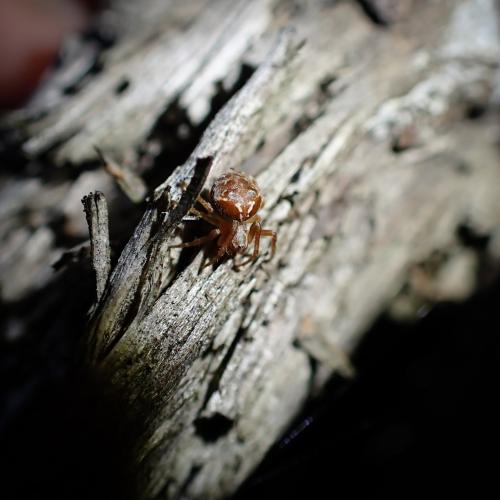 Araneus (sturmi-triguttatus)